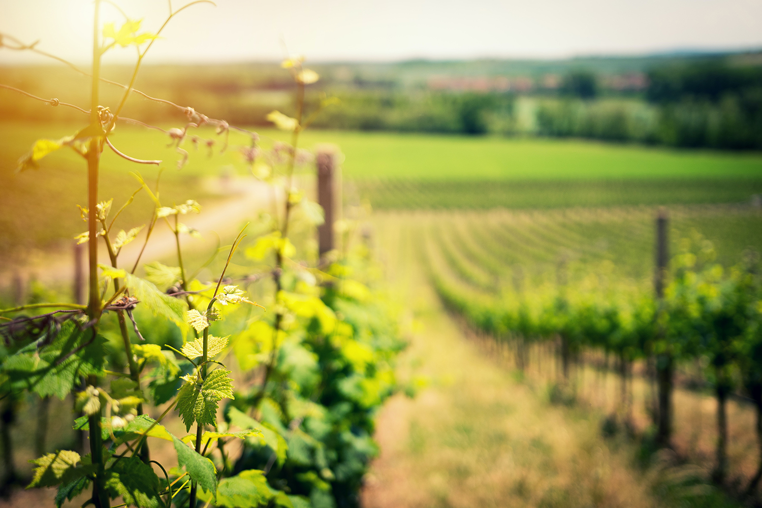 Take WSET L1 in Wines class at the Charm City Wine School