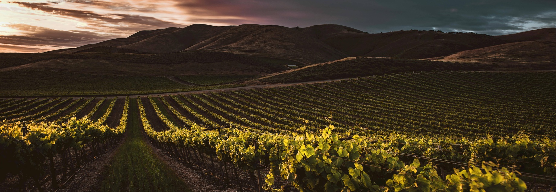 Taste and Sample fine Coppola Wines at the Charm City Wine School
